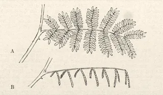 Ilustración botánica de Huizache