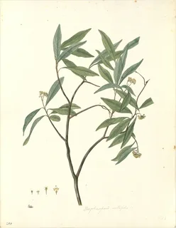 Acacia huarango
