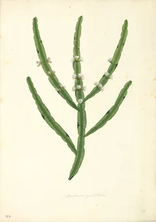 Acacia macracantha