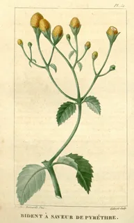 Ilustración botánica de Jambú