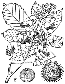 Aesculus hippocastanum