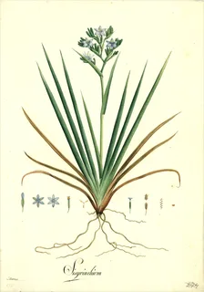 Ilustración botánica de Agave azul