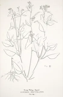 Ilustración botánica de Ageratum conyzoides