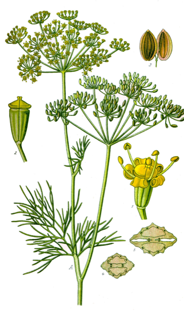Ilustración botánica de Anethum graveolens