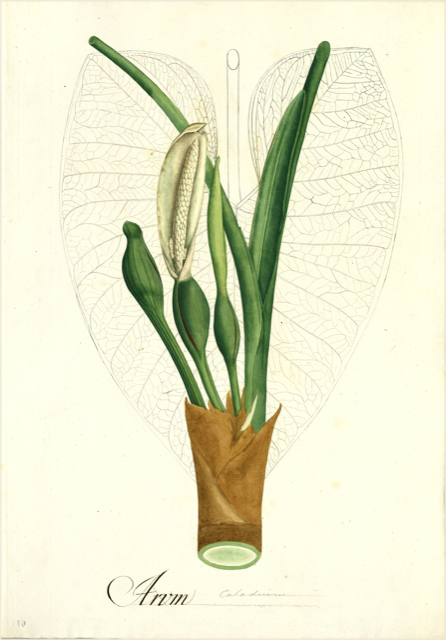 Ilustración botánica de Anthurium cordatum