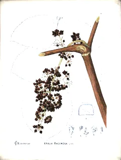 Ilustración botánica de Aralia racemosa