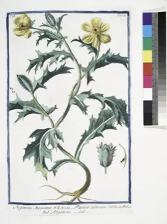 Ilustración botánica de Chicalote