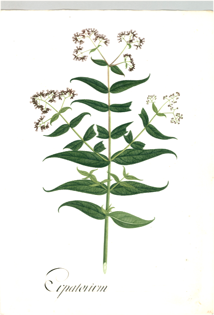 Ilustración botánica de Asclepias syriaca