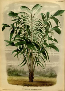 Ilustración botánica de Murumuru