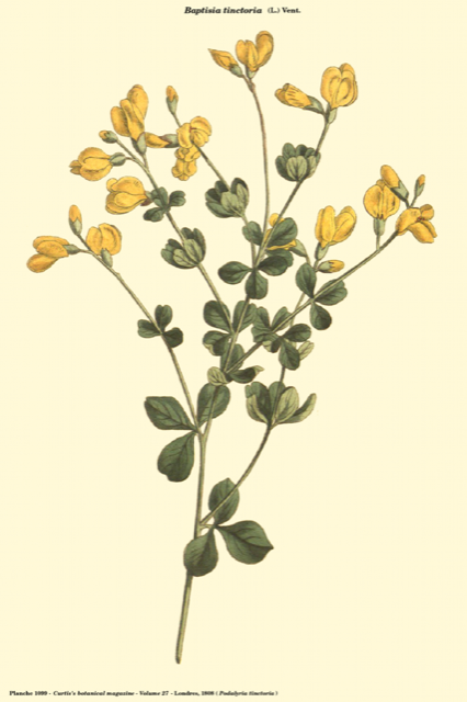 Ilustración botánica de Baptisia tinctoria