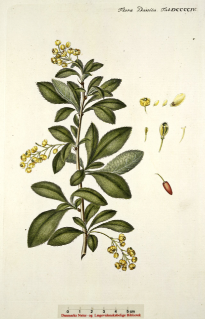 Ilustración botánica de Berberis vulgaris