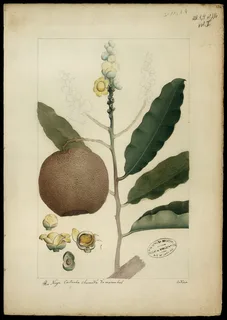 Ilustración botánica de Castaña de Brasil