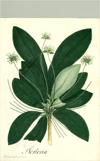Ilustración botánica de Besleria reticulata