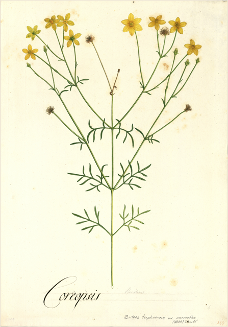 Ilustración botánica de Bidens triplinervia