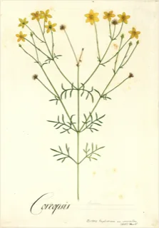 Ilustración botánica de Bidens triplinervia