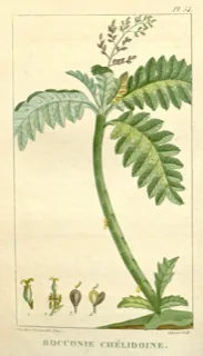 Ilustración botánica de Llora sangre