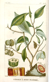 Palo de sangre