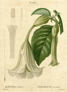 Ilustración botánica de Floripondio