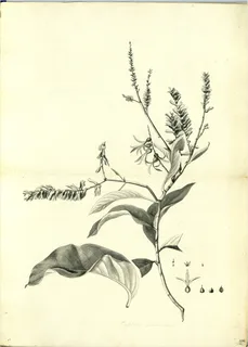 Ilustración botánica de Buddleja incana