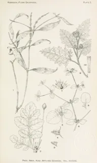 Ilustración botánica de Palo santo