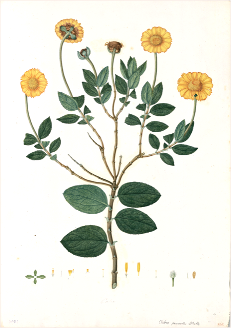 Ilustración botánica de Calceolaria crenata