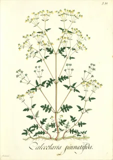 Ilustración botánica de Calceolaria deflexa