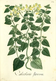 Ilustración botánica de Calceolaria gracilis