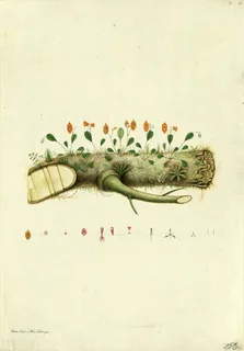 Ilustración botánica de Calceolaria hispida