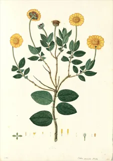 Ilustración botánica de Calceolaria inflexa