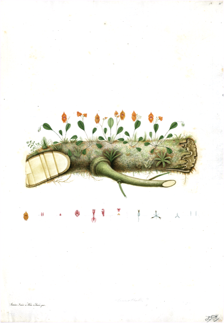 Ilustración botánica de Calceolaria pinnata