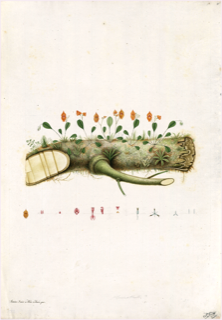 Ilustración botánica de Calceolaria pinnata