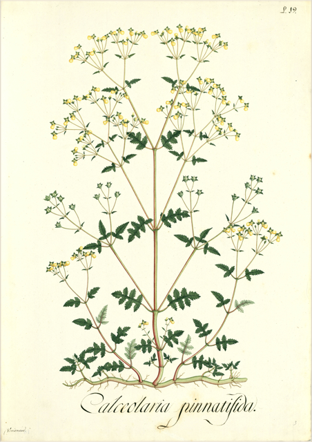 Ilustración botánica de Calceolaria tenella