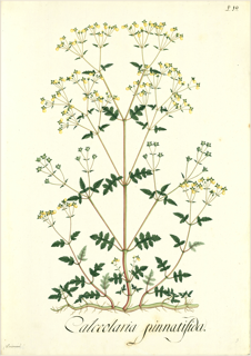 Ilustración botánica de Calceolaria tenella