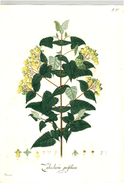 Ilustración botánica de Calceolaria virgata