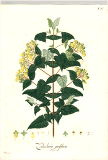 Ilustración botánica de Calceolaria virgata