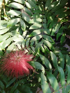 Ilustración botánica de Tepescohuite