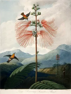 Ilustración botánica de Cabeza de ángel