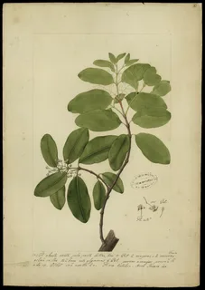 Ilustración botánica de Guanandi