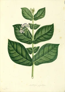 Ilustración botánica de Algodón de seda