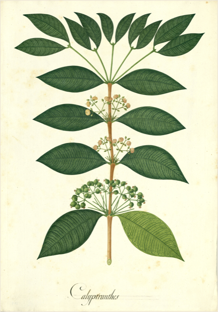 Ilustración botánica de Calyptranthes paniculata
