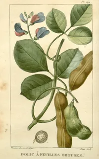 Ilustración botánica de Frijol de playa