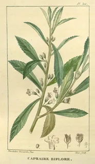 Ilustración botánica de Claudiosa