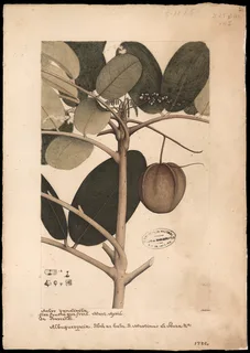 Ilustración botánica de Andiroba