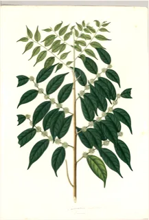 Ilustración botánica de Guaçatonga