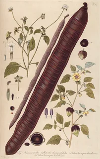 Ilustración botánica de Cañafístula