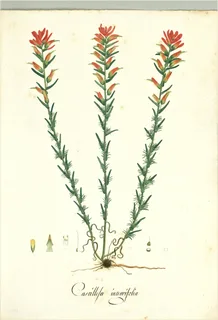 Ilustración botánica de Castilleja fissifolia