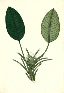 Ilustración botánica de Guarumbo