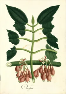 Ilustración botánica de Ceiba