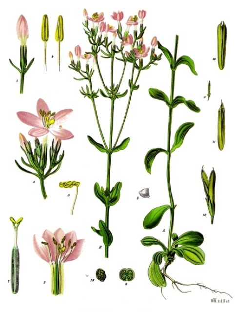 Ilustración botánica de Centaurium erythraea