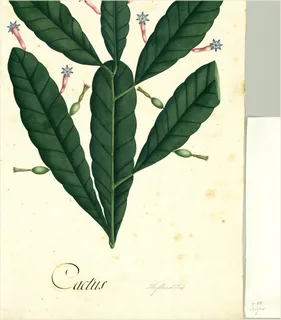 Ilustración botánica de Cereus peruvianus